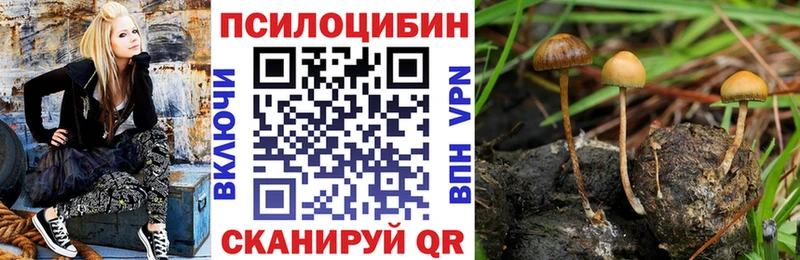 Купить  Новоалександровск  Галлюциногенные грибы Magic Shrooms 